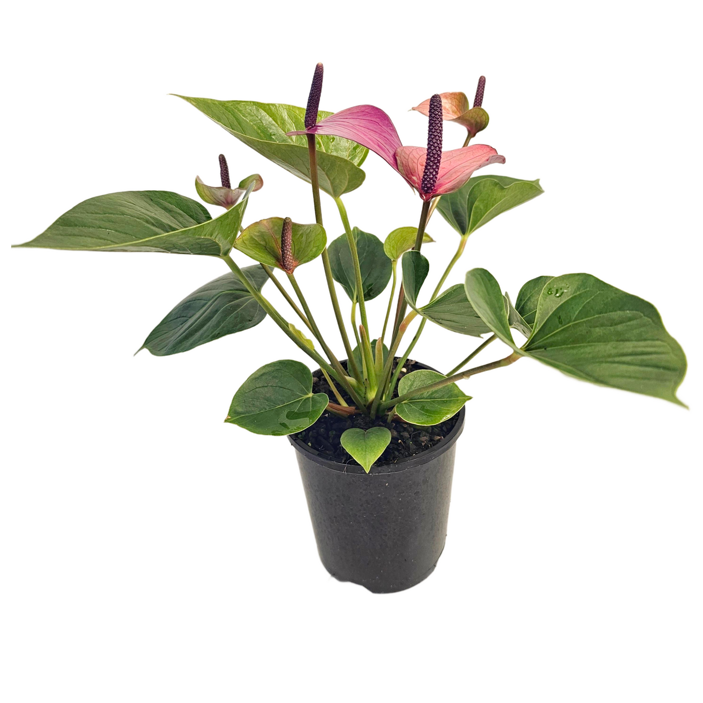 Anthurium Baby Purple