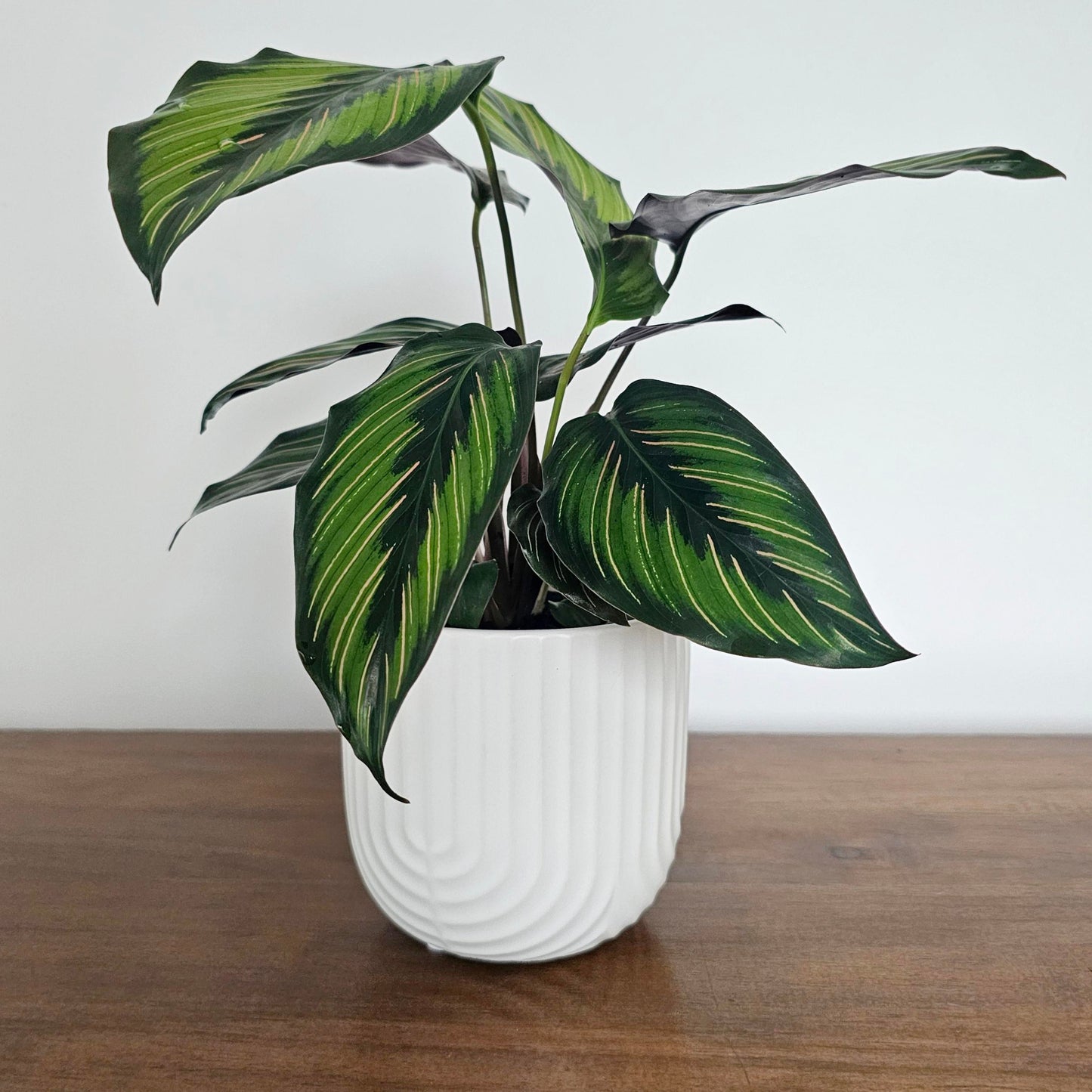Calathea Beauty Star