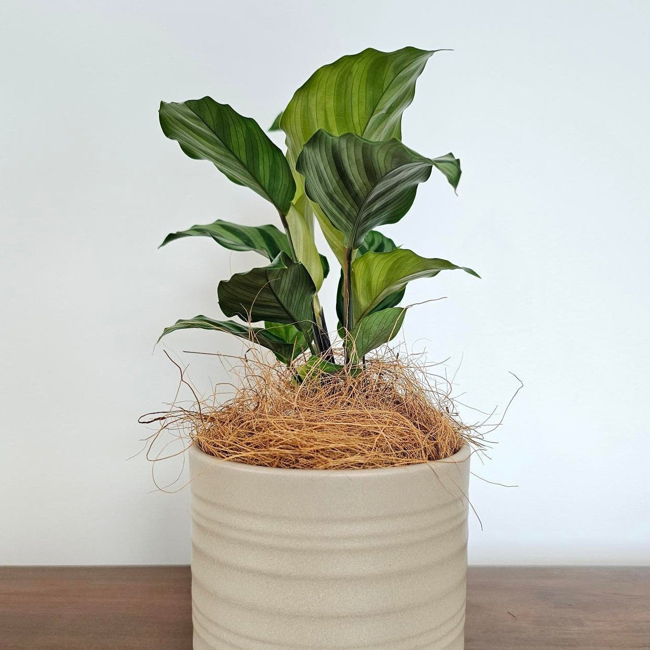 Calathea Freddy