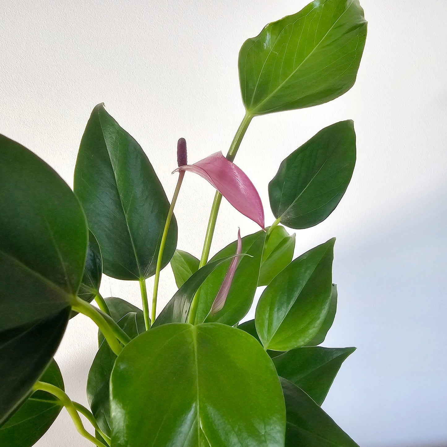 Anthurium Zizou