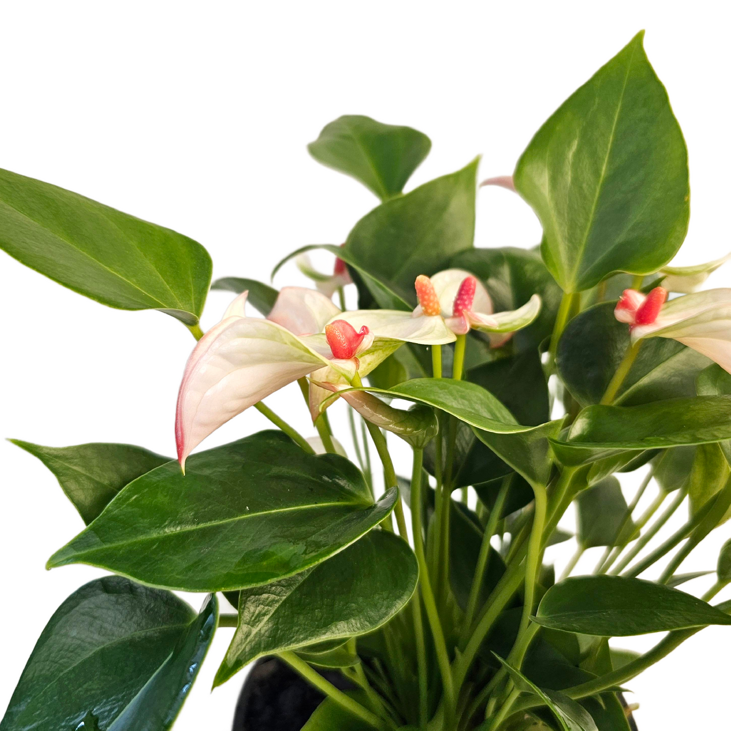Anthurium Matata