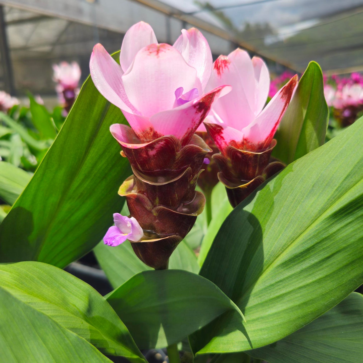 Curcuma Siam Sakura