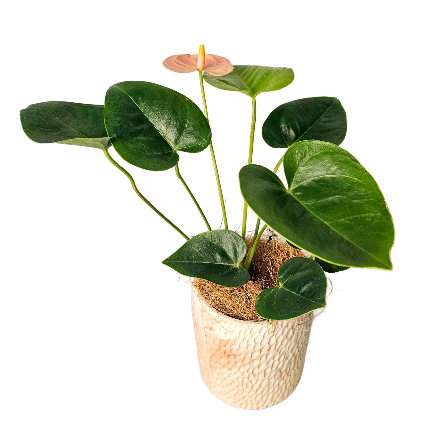 Anthurium Spirit