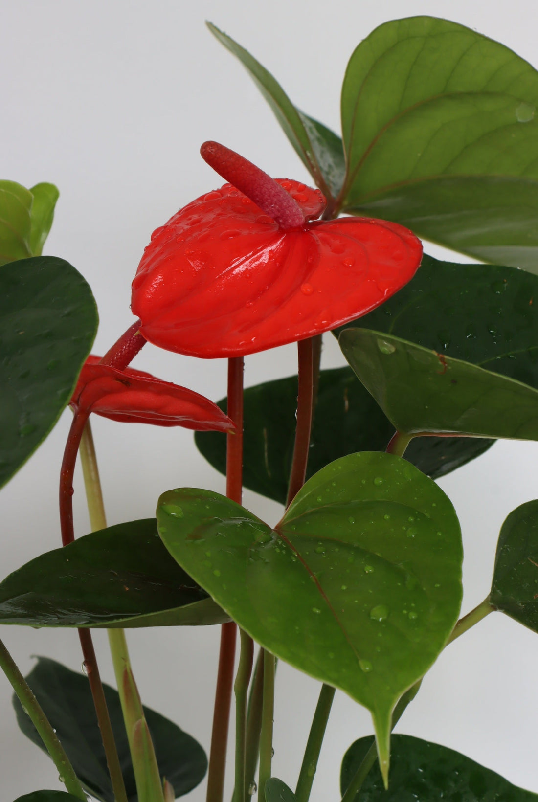 Anthurium Growing Guide