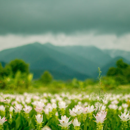 Ginger Growing Guide