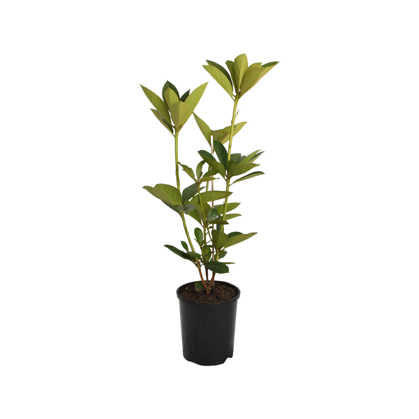 Vireya Meadow Yellow