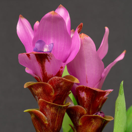 Curcuma Siam Swift