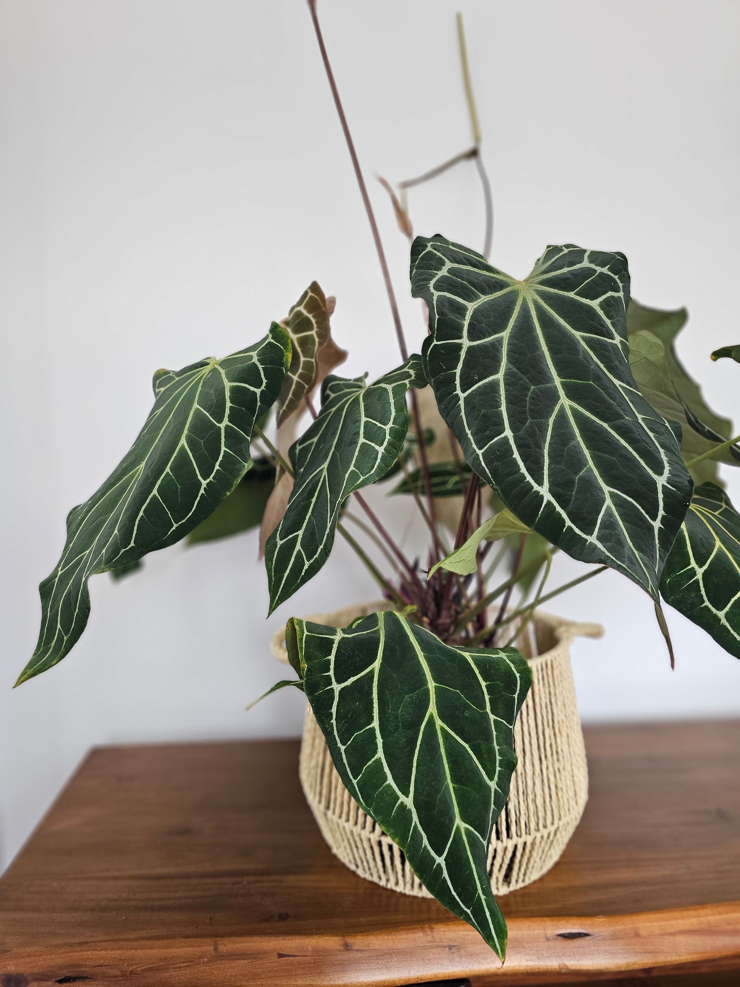 Anthurium crystallinum x magnificum