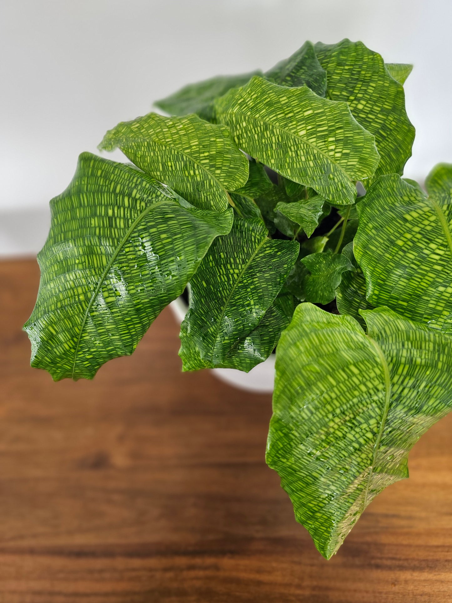 Calathea musaica