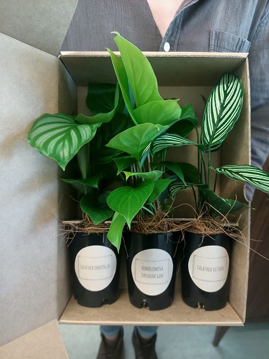 Plant Box of the month