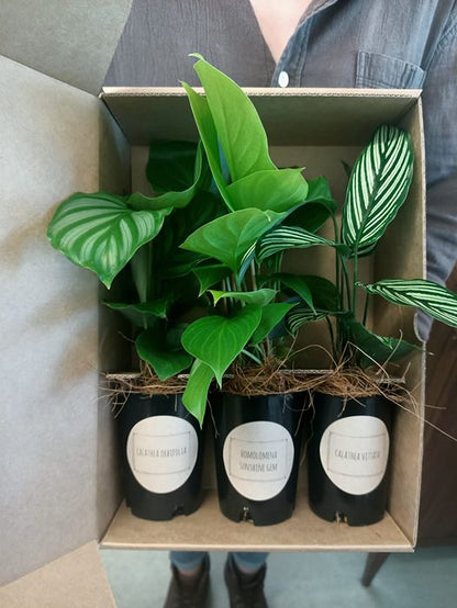 Plant Box of the month