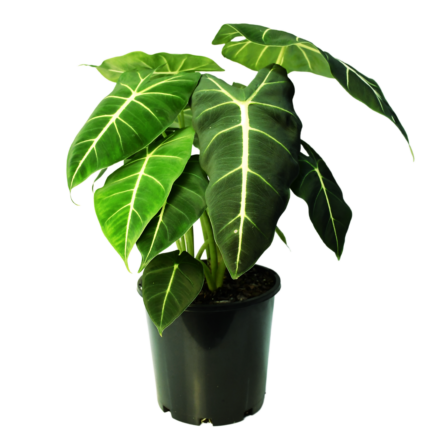Alocasia Green Velvet