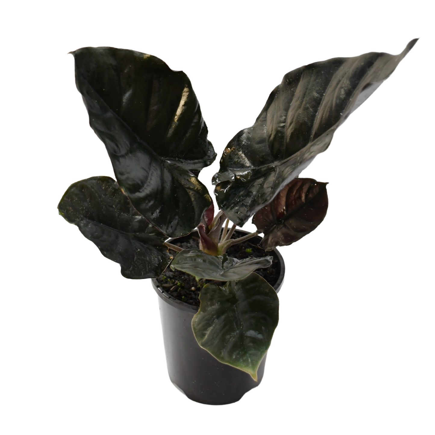 Alocasia infernalis