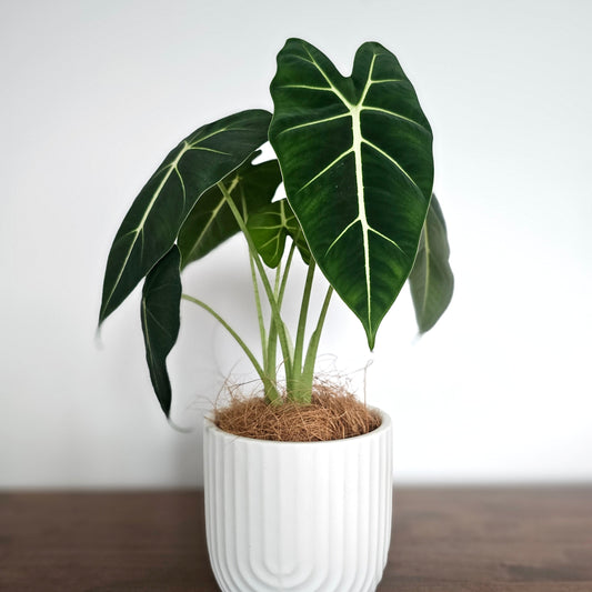 Alocasia Green Velvet