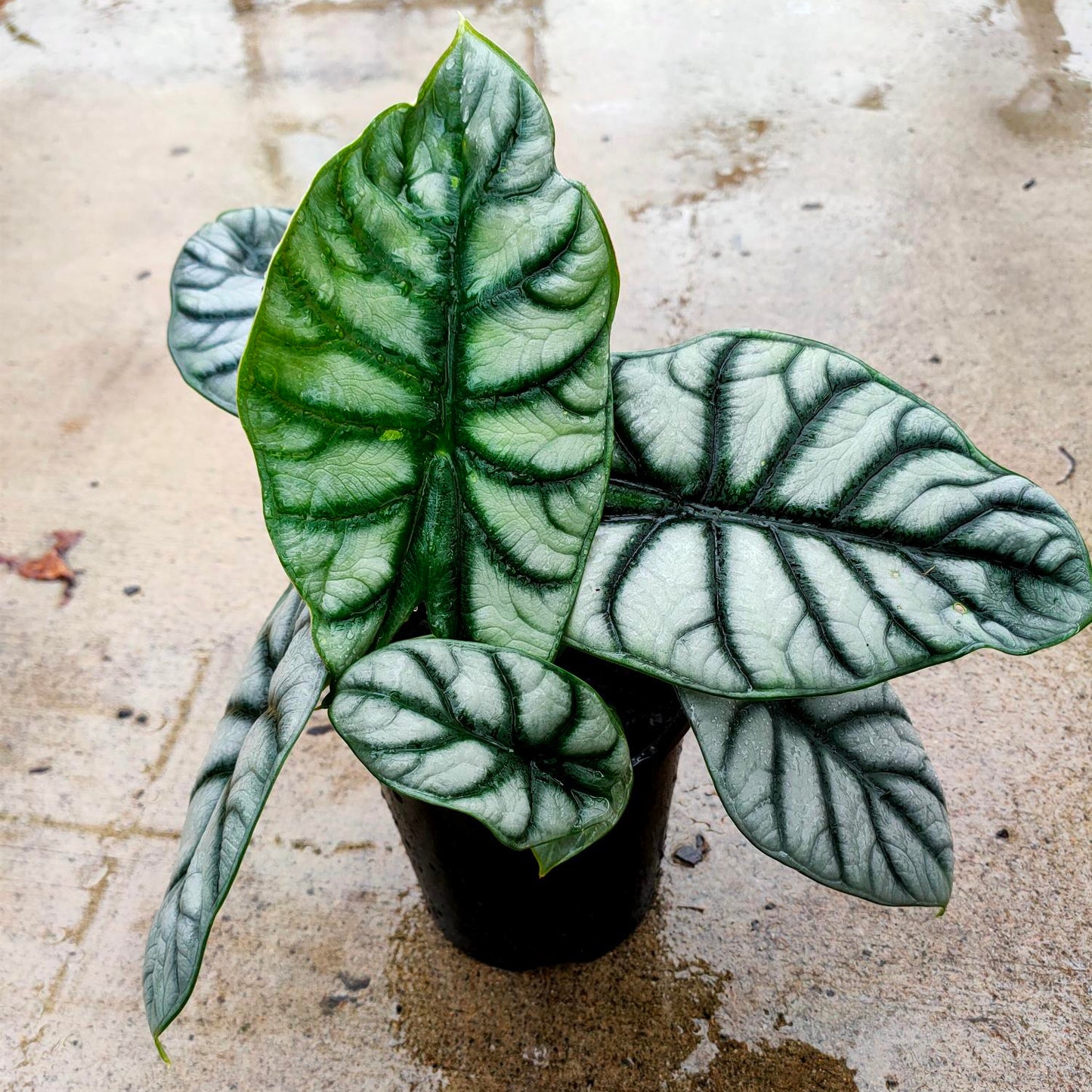 Alocasia Silver Dragon