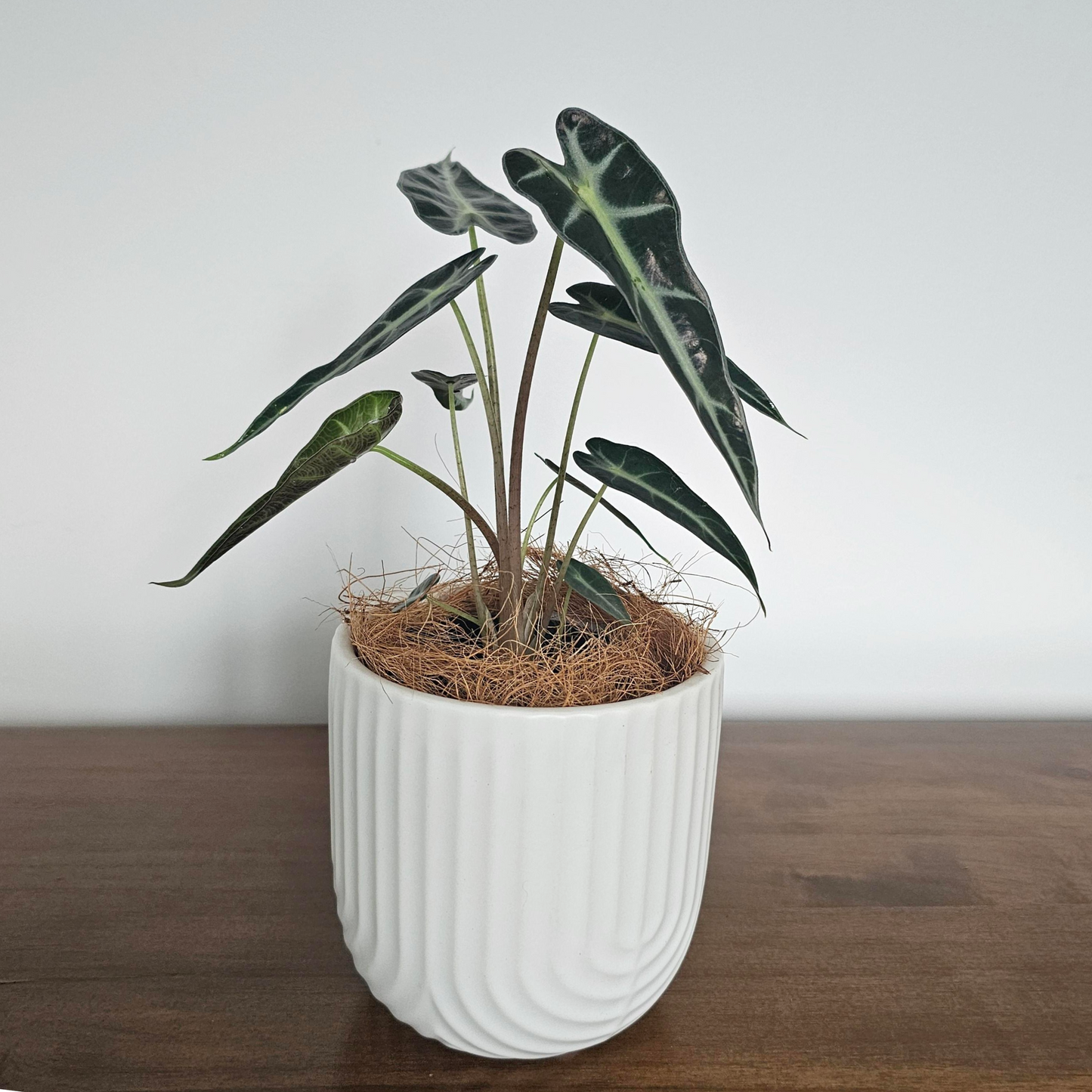 Alocasia bambino