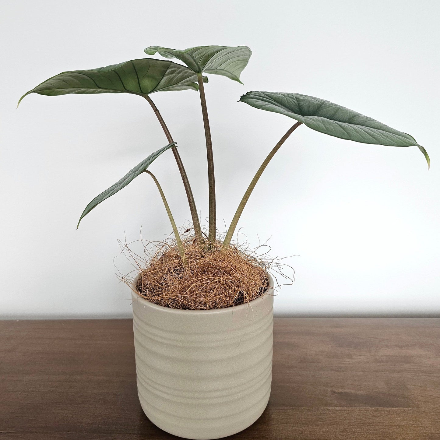 Alocasia Bisma Silver