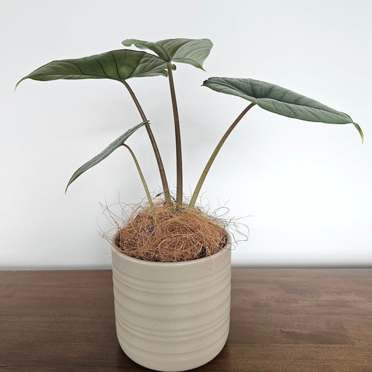 Alocasia Bisma Silver