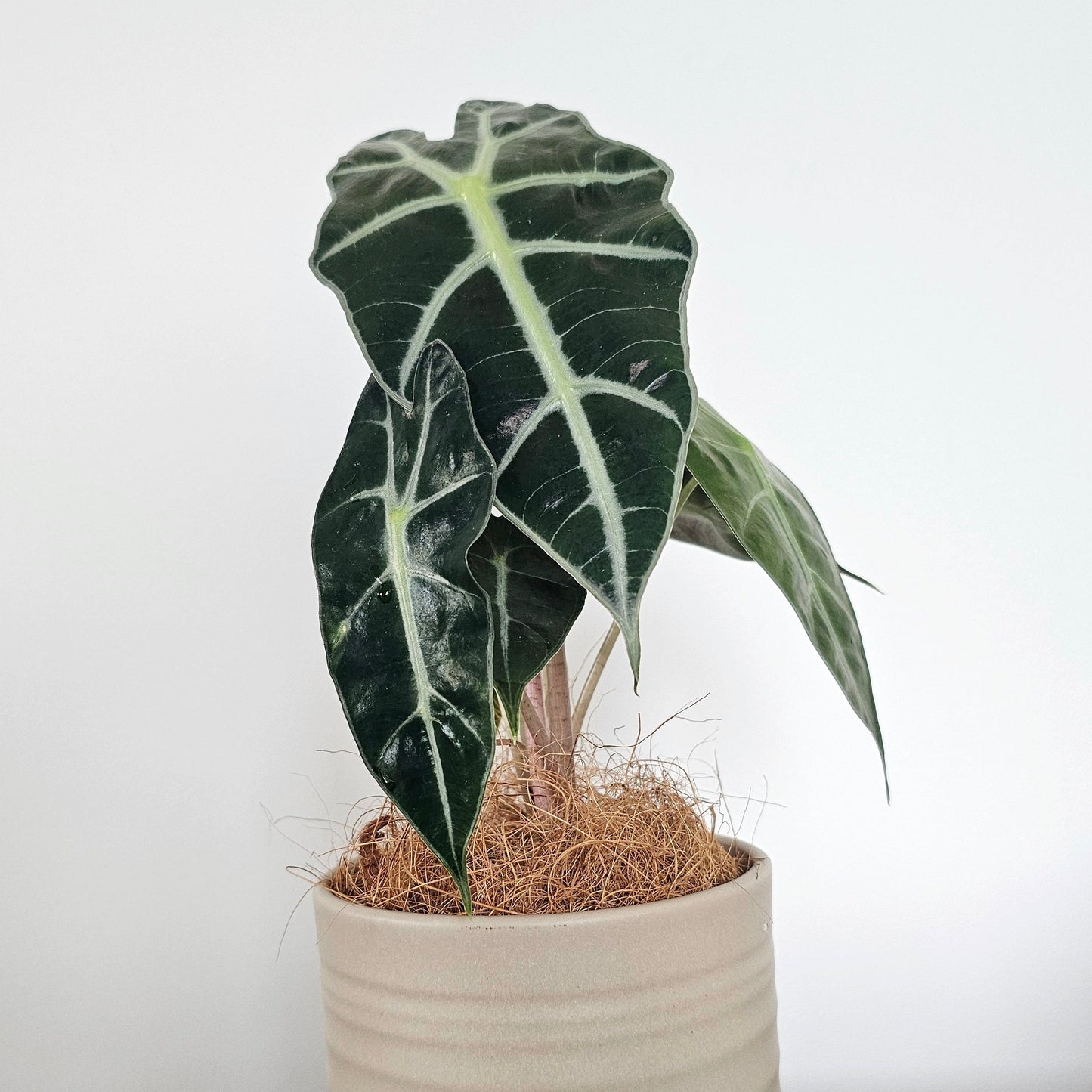 Alocasia Polly