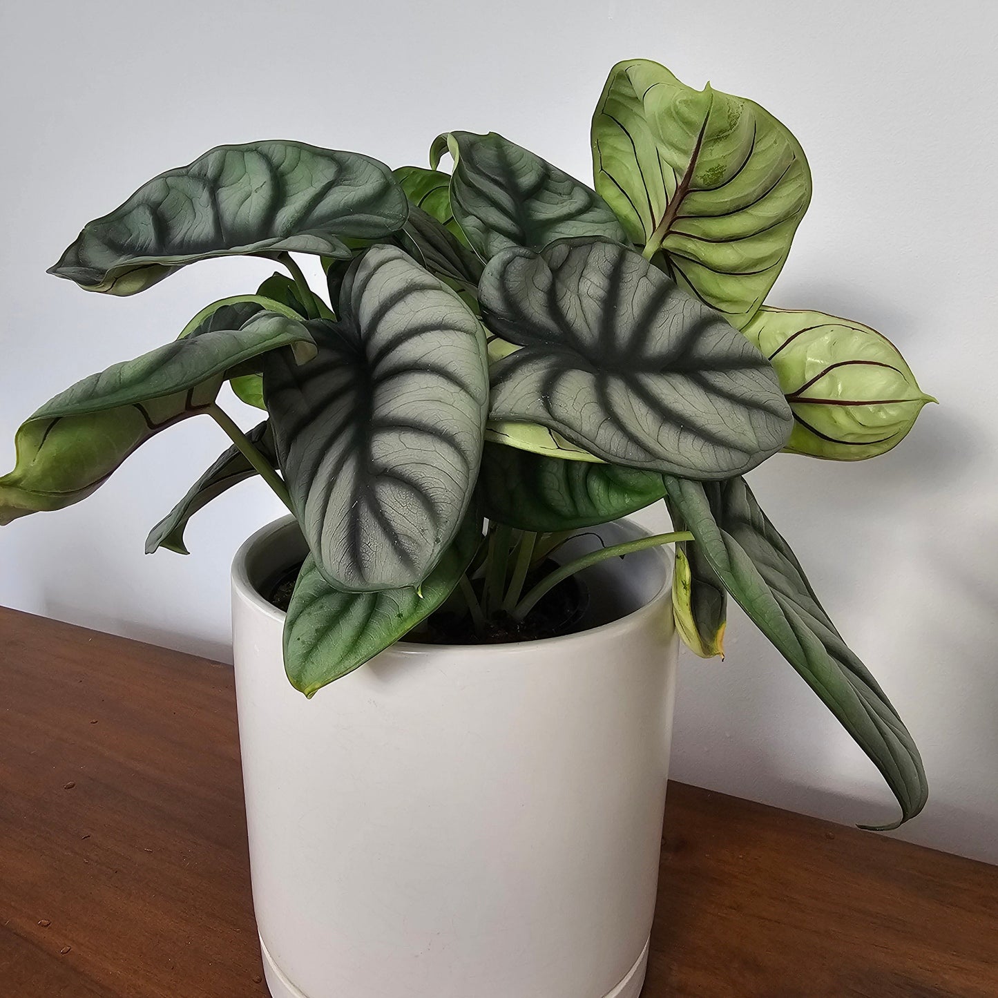 Alocasia Silver Dragon