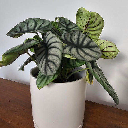 Alocasia Silver Dragon