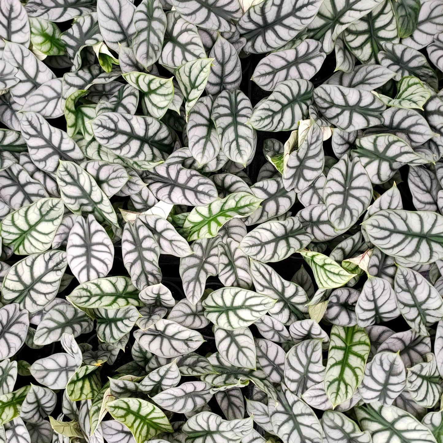 Alocasia Silver Dragon