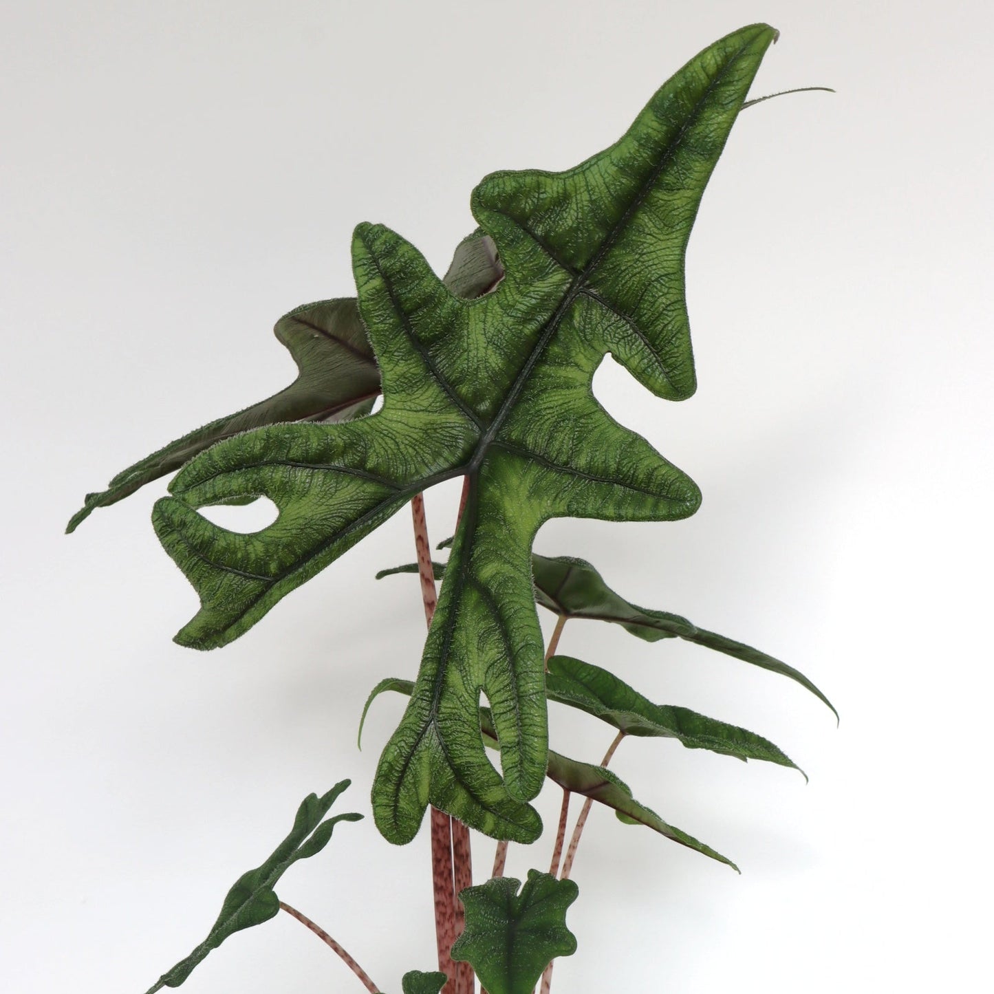 Alocasia Jacklyn
