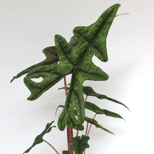 Alocasia Jacklyn