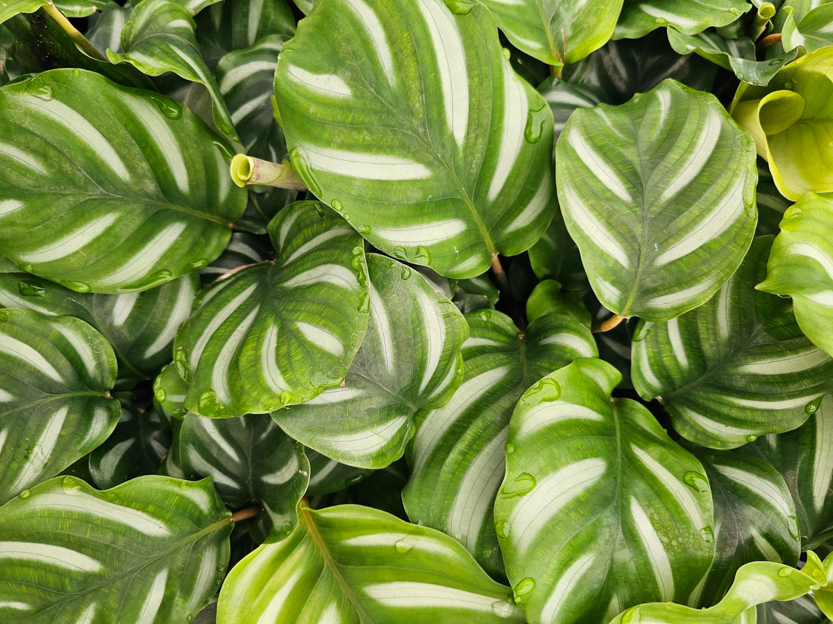 Calathea besar 75mm