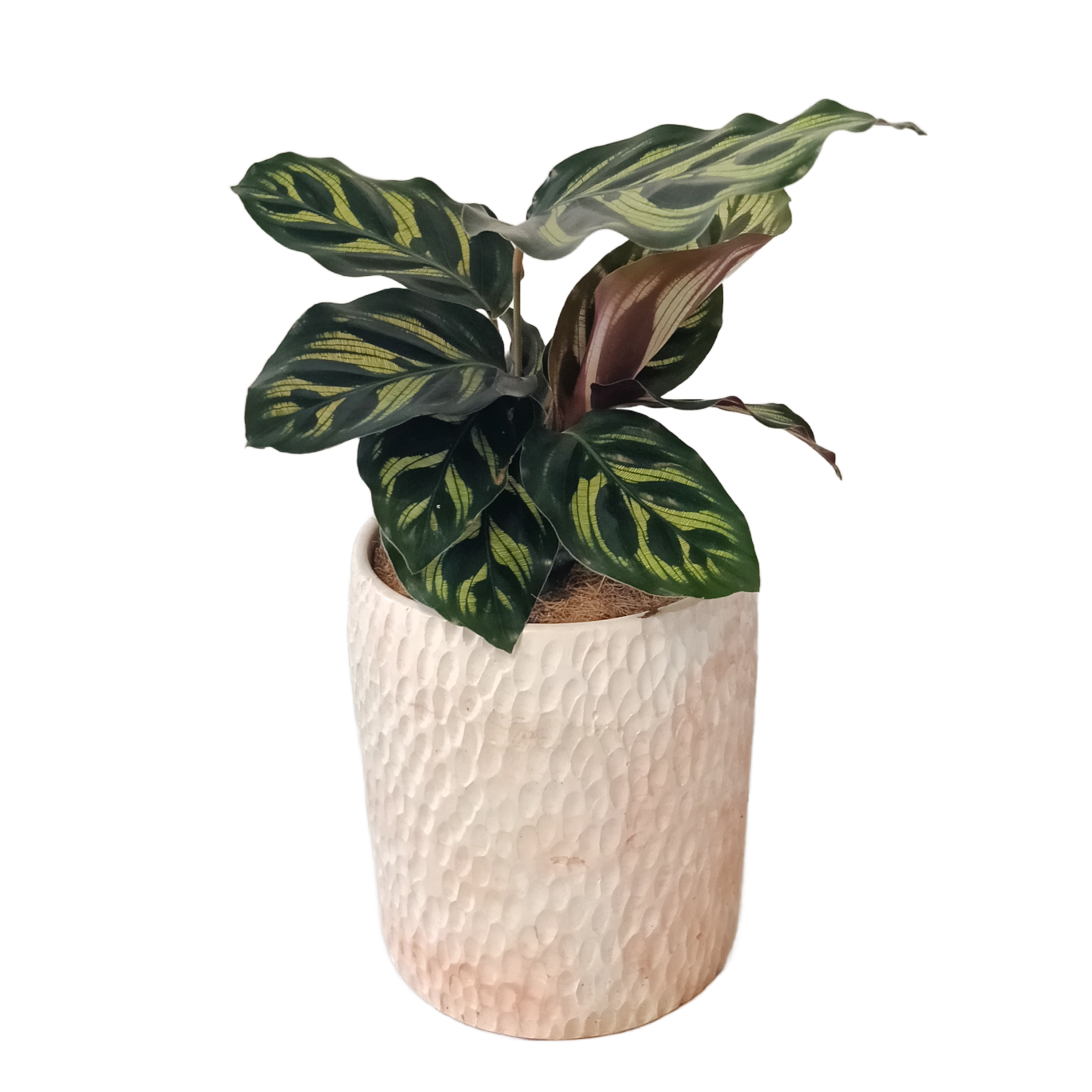 Plant Box of the month