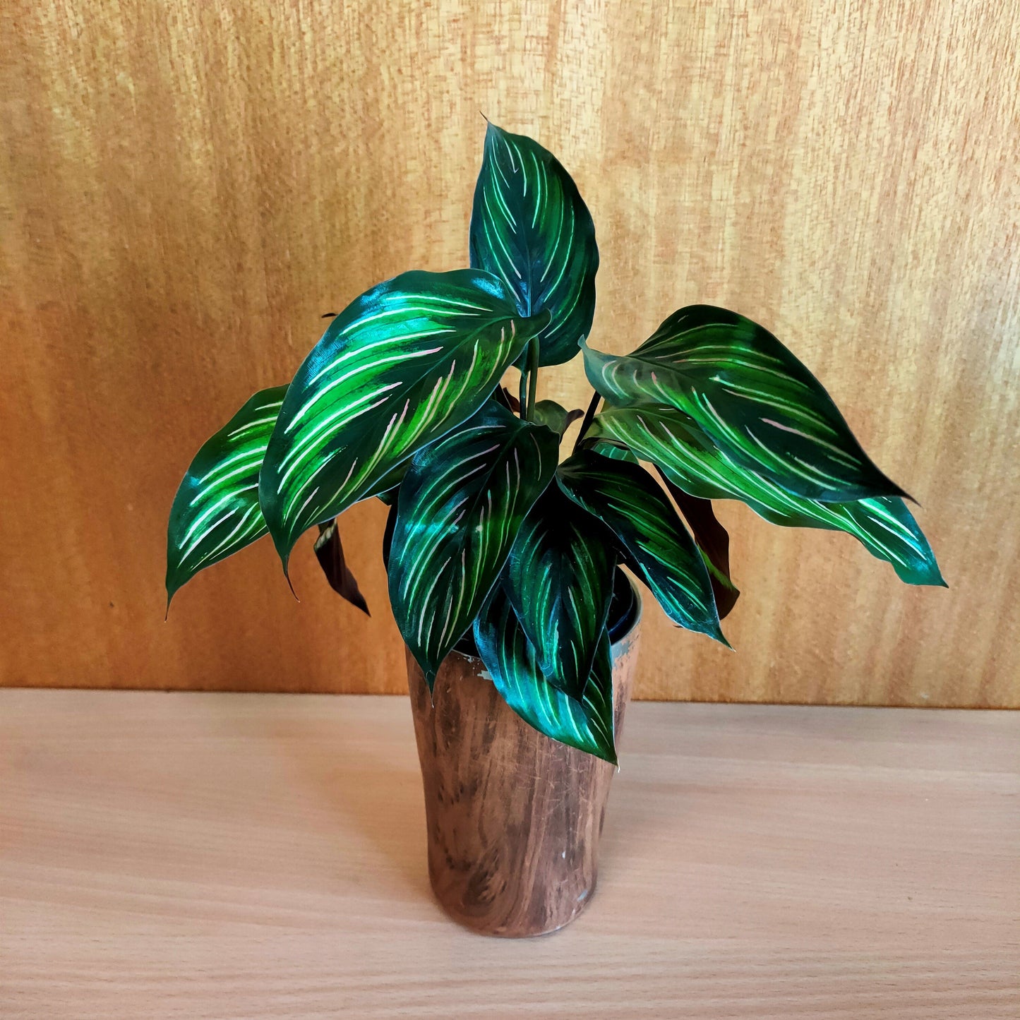 Plant Box of the month