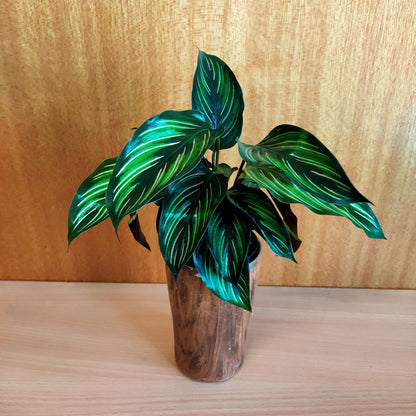 Plant Box of the month