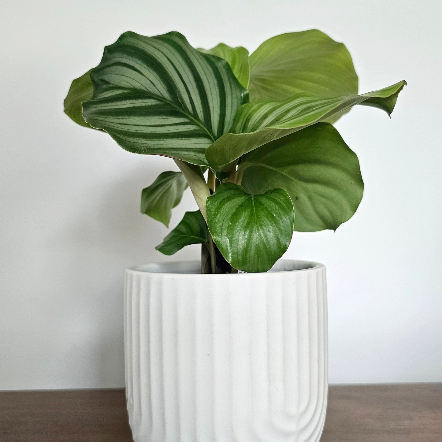 Plant Box of the month