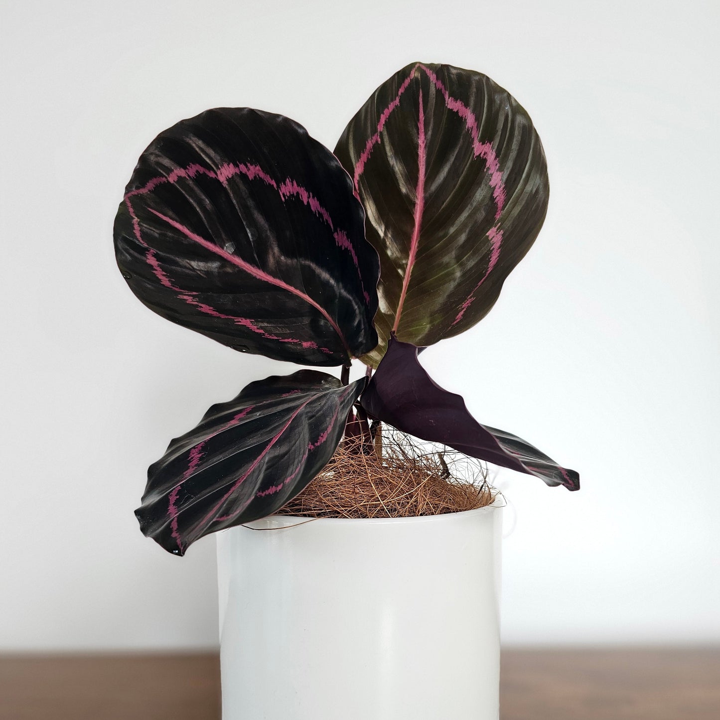 Calathea Dottie