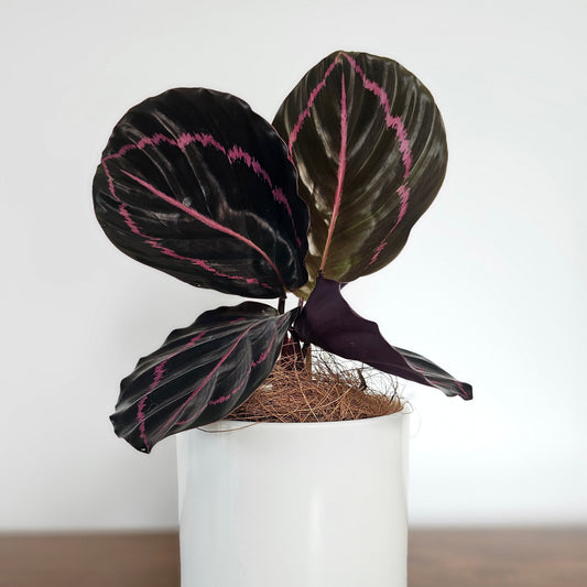 Calathea Dottie