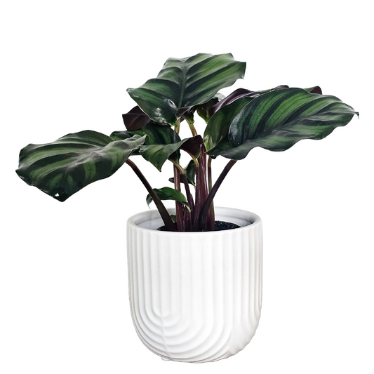 Calathea Fasciata