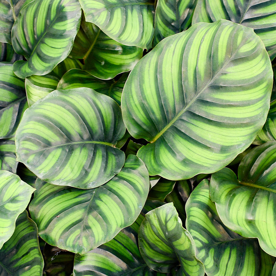 Calathea Fasciata
