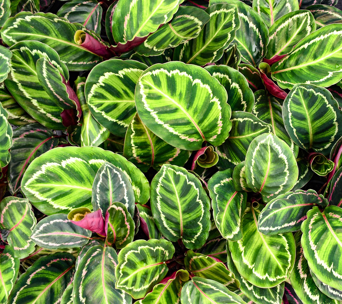 Calathea illustris