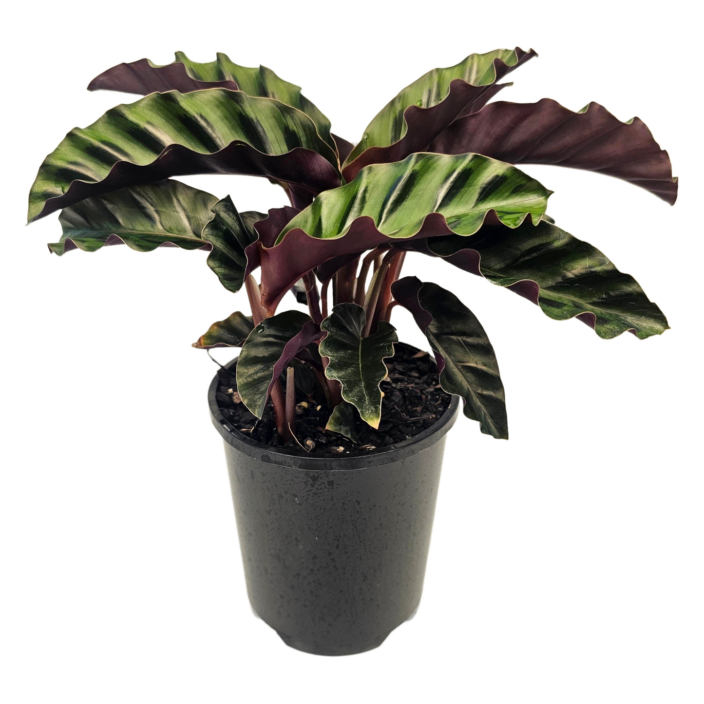  140mm pot size plant for - for scale only