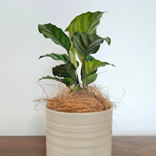Calathea Freddy