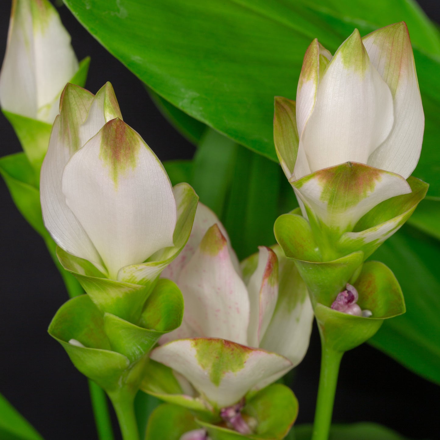 Curcuma Siam Spring