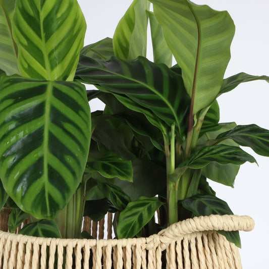 Calathea zebrina