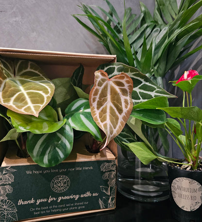 Plant Box of the month