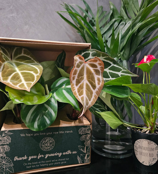 Plant Box of the month