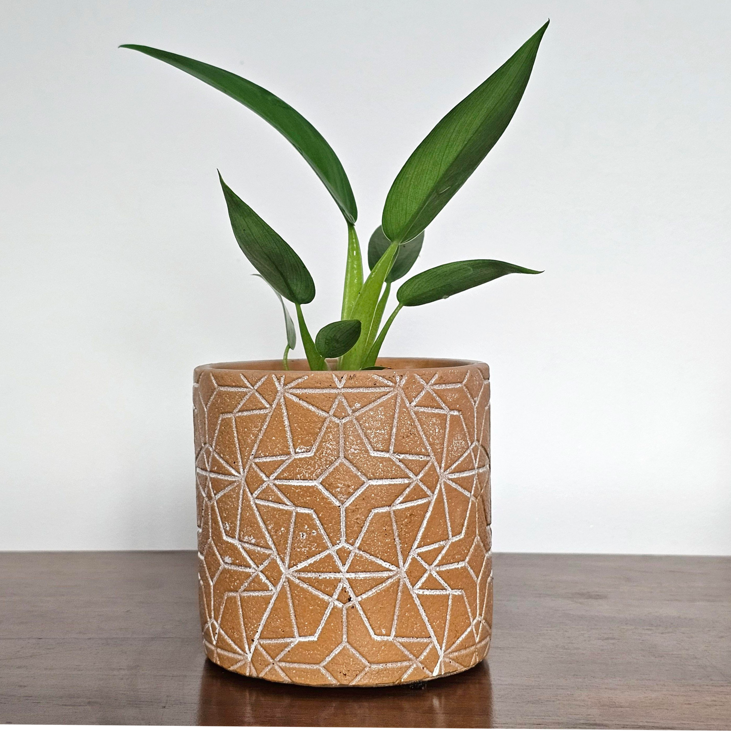 Philodendron Fat Boy