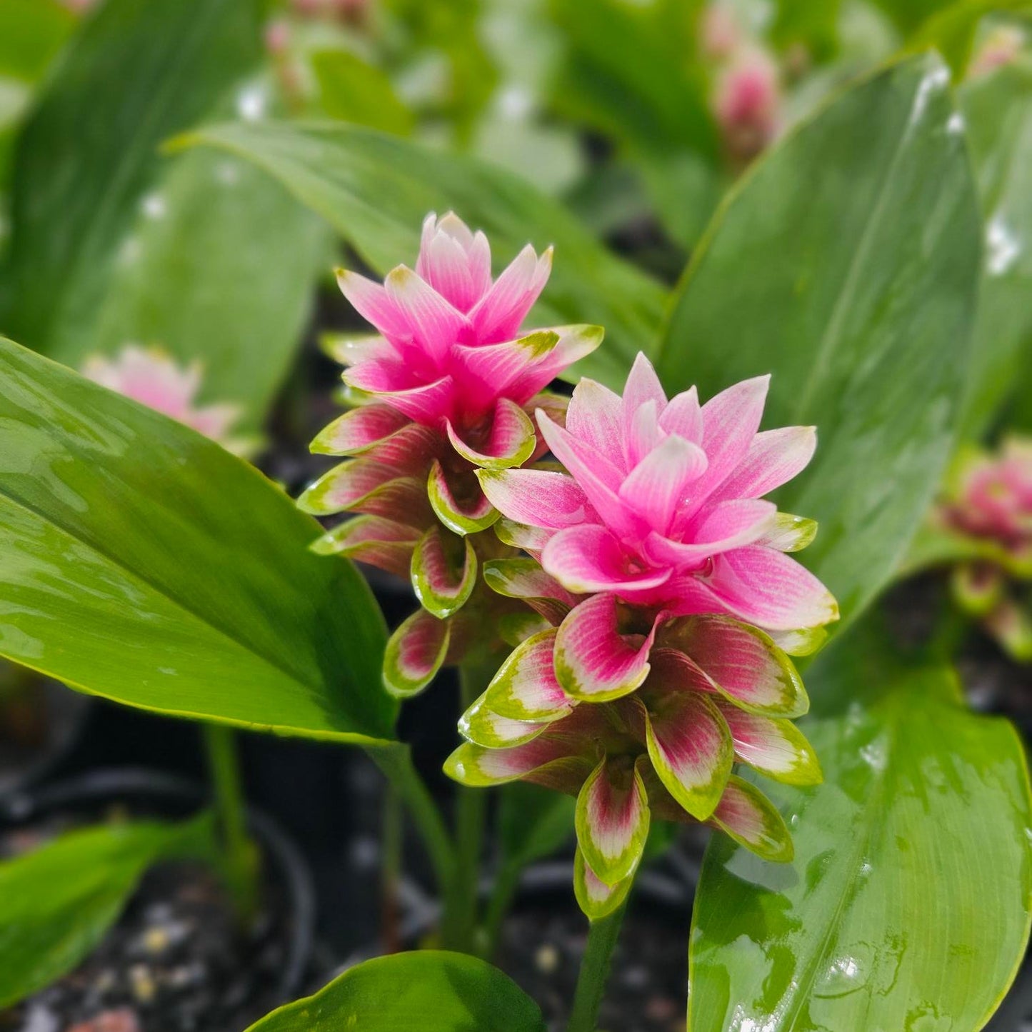 Curcuma Twister