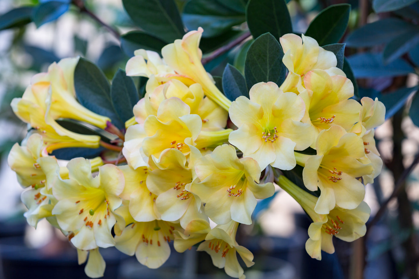 Vireya Meadow Yellow
