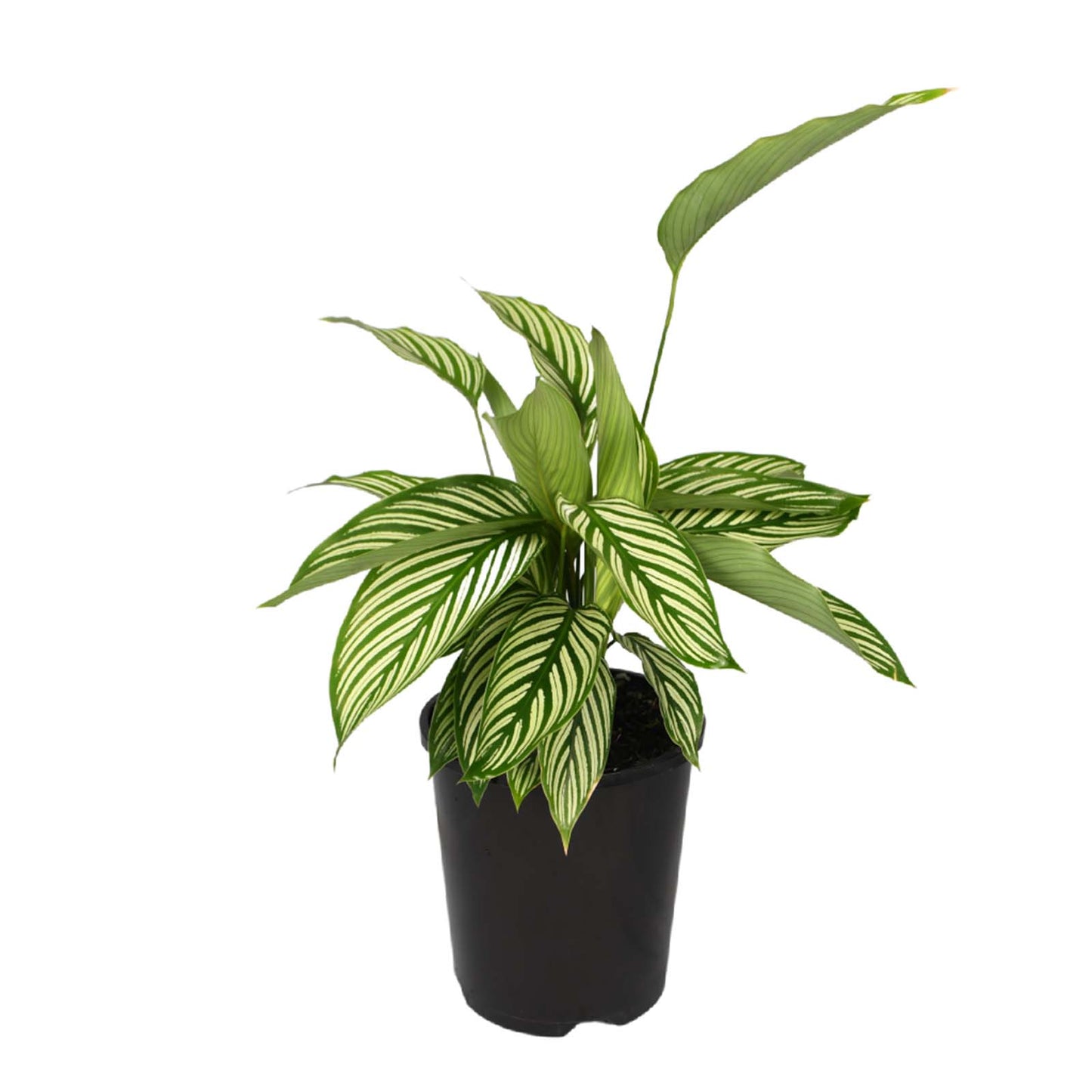 Calathea Vittata