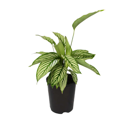 Plant Box of the month