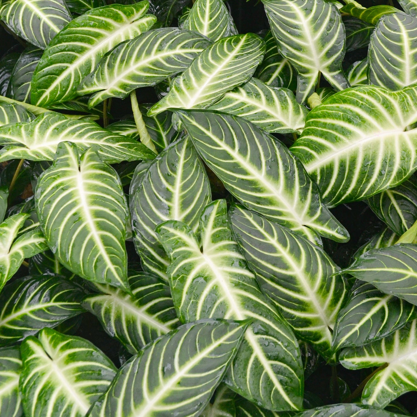 Caladium syn. xanthosoma lindenii